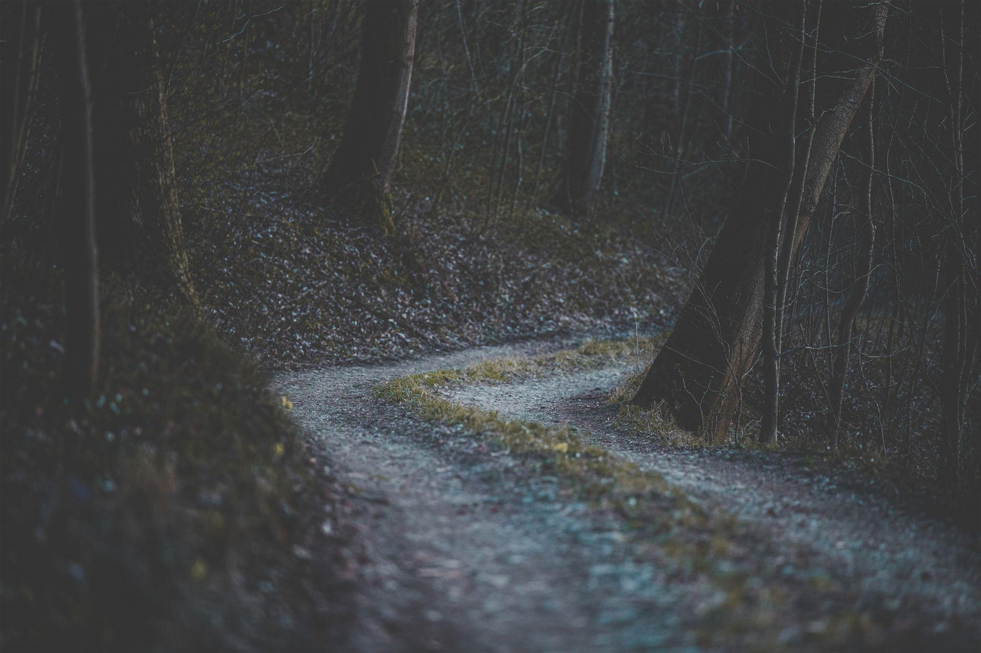 wald, natur, waldbaden