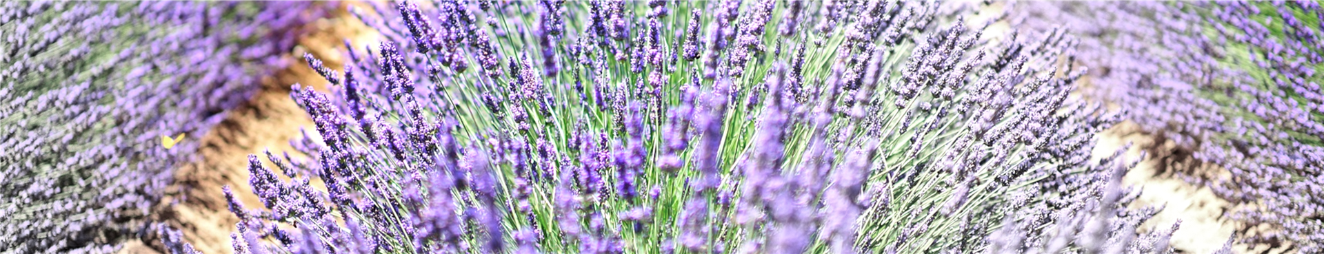 Aroma Yoga Bild Lavendel