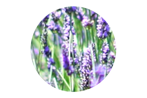 Bild Lavendel